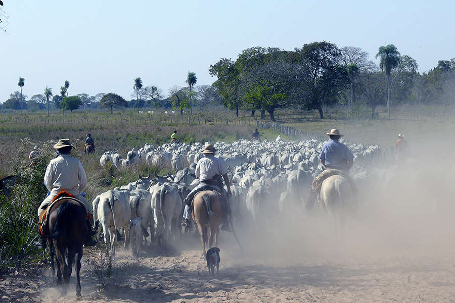 Safari à cheval, une aventure au Pantanal au Brésil Cheval d'Aventure